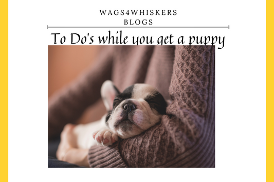 To Do’S For You If You Are Planning to Get Home a Puppy: