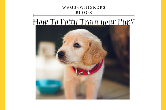 How Can Pet Parents Potty Train Their Puppy?