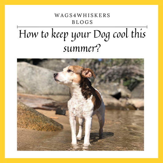 How Can You Comfort Your Dog During Summer?