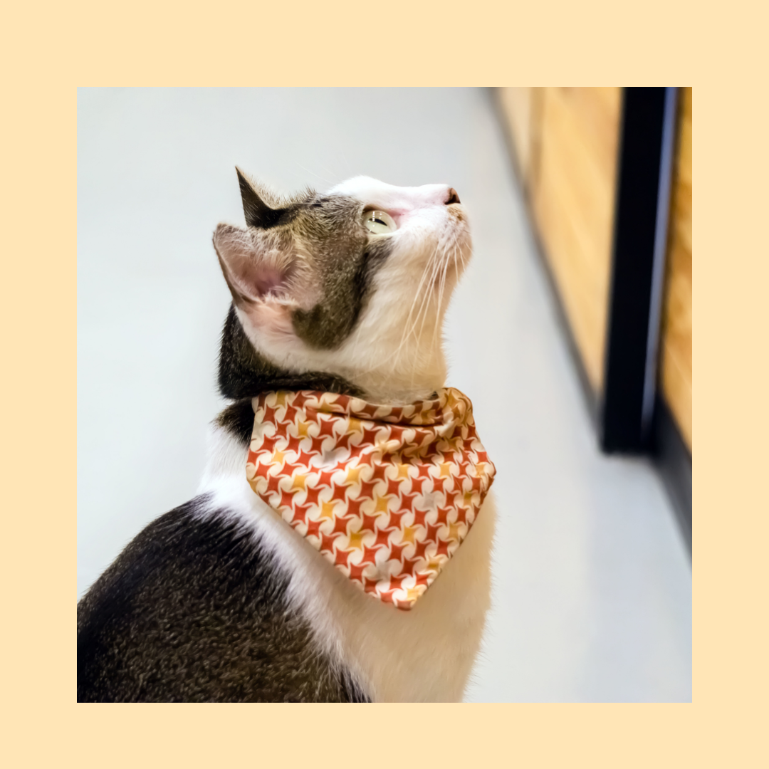 Cat_Bandanas_from_Wags4Whiskers_Pet_Store