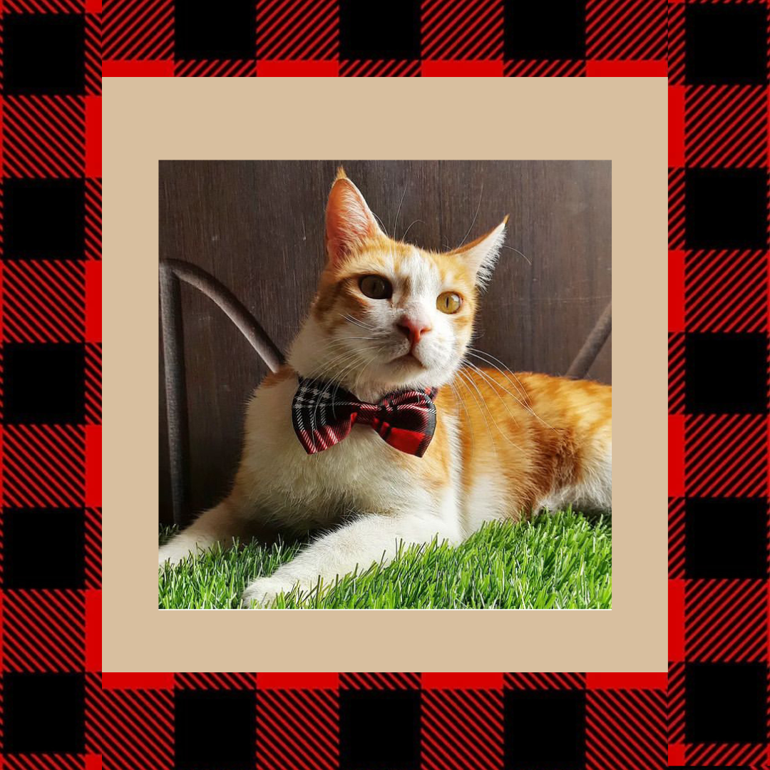 Cat Bowties Customer Testimony - Wags4Whiskers