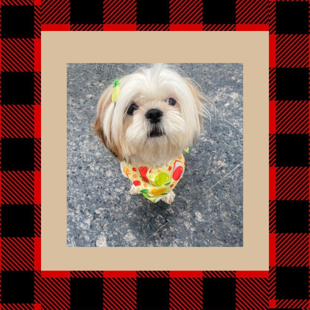 Dog Bandanas Customer Testimony from Wags4Whiskers