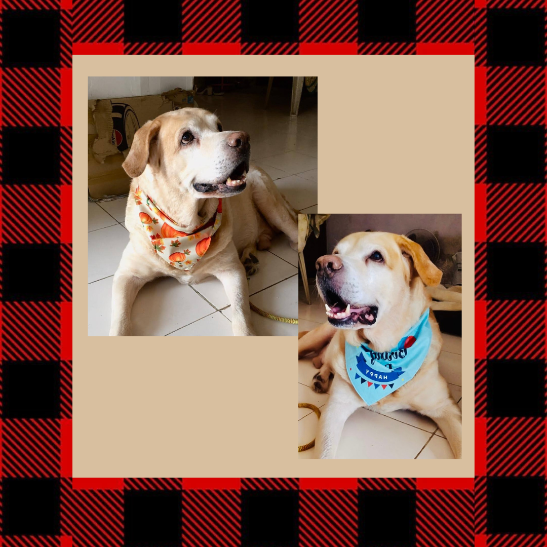 Dog Bandanas Customer Testimony from Wags4Whiskers