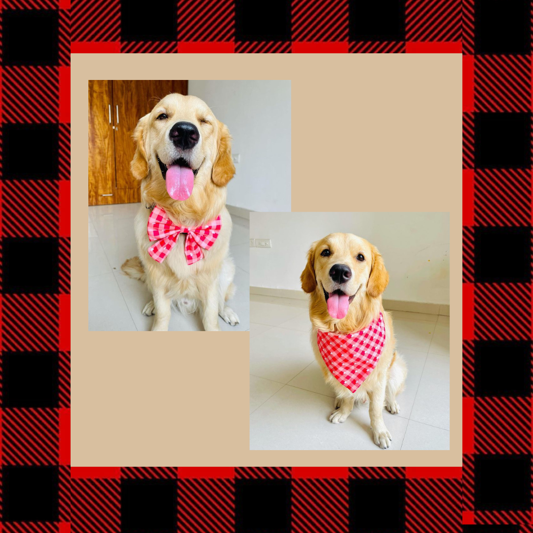 Dog Bandanas Customer Testimony from Wags4Whiskers