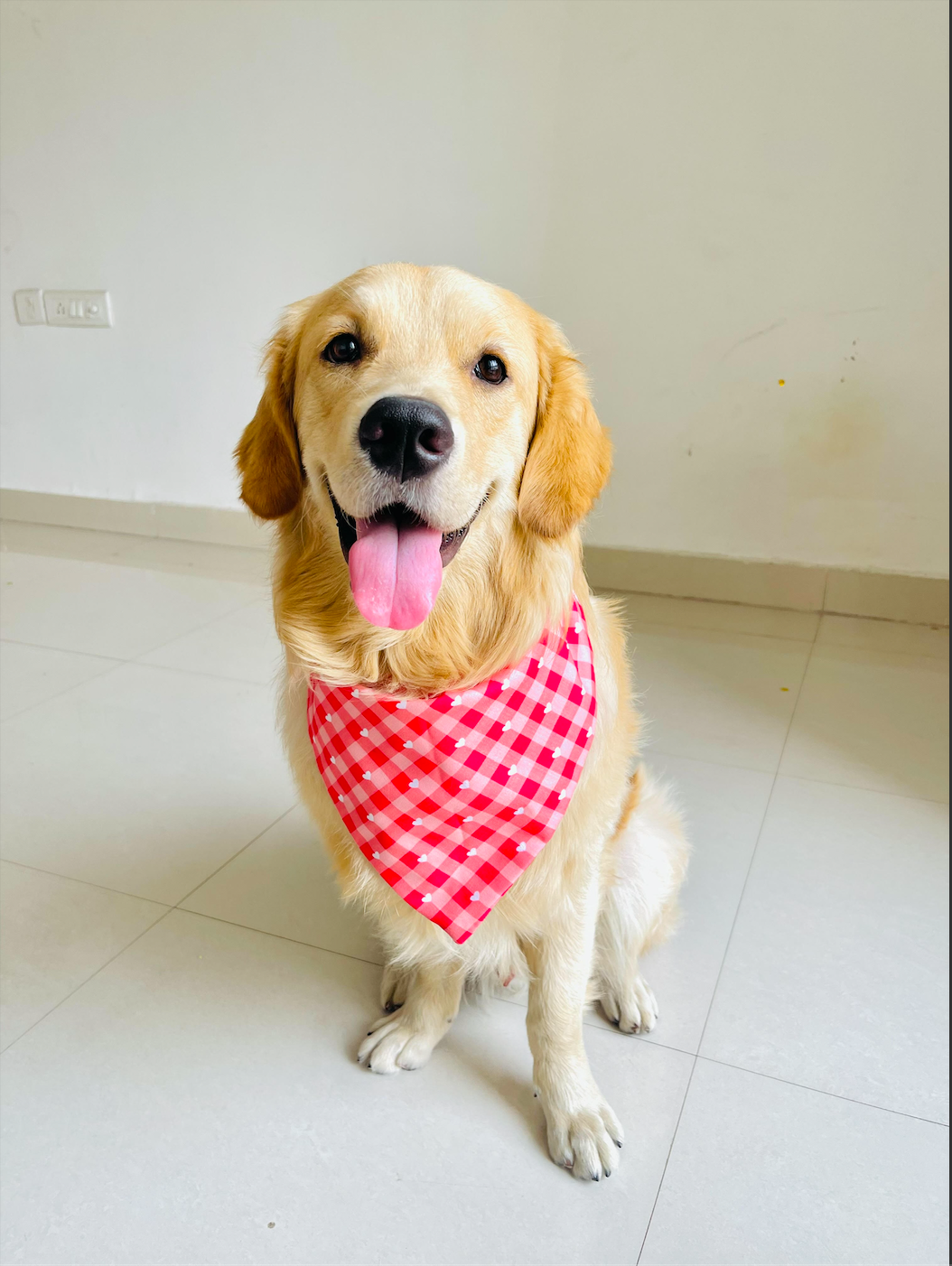 Red Hearts Dog Bandanas